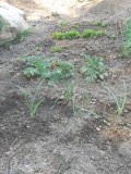 24) groente uit eigen tuin