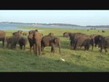 Sri Lanka (2)
