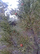 21) Een van onze kerstbomen...