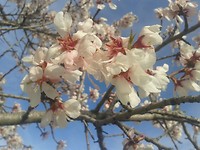 1)De amandelbomen staan in de bloei