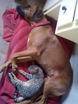 2) Vechten asls kat en hond krijgt een andere betekenis...