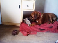 3) Ze lijken soms verliefd