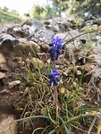 14) Blauwe druifjes