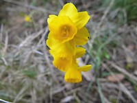 15) Narcissen
