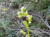 16) En we hebben zelfs wilde orchideeën