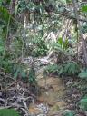 Gabon 006 (480x640)
