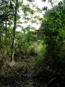 Gabon 007 (480x640)