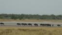 ETOSHA 1 106 (640x360)
