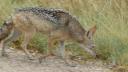 ETOSHA 1 115 (640x360)