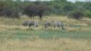 ETOSHA 1 120 (640x360)