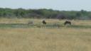 ETOSHA 1 123 (640x360)