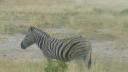 ETOSHA 1 137 (640x360)