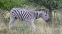 ETOSHA 1 141 (640x360)