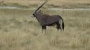 ETOSHA 1 204 (640x360)