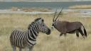 ETOSHA 1 206 (640x360)