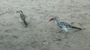 Etosha 3 014 (640x360)