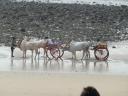 23) beach koeien