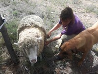 Schapen een jasje uitdoen