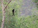 12) Ashy drongo vogel