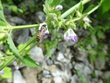 18a. Bloemtjes en bijtjes_._._._._._
