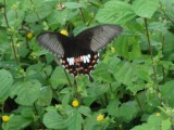 29. Grote mooie vlinders_