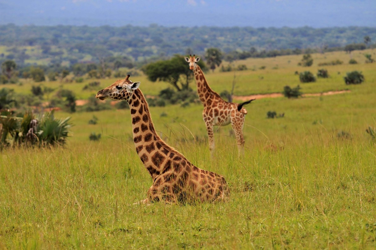 Giraffen