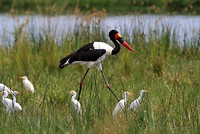 Saddle billed stork