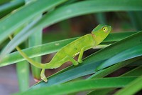 Kameleon