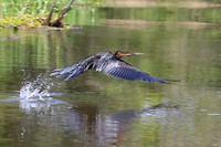 Reiger