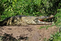 Krokodil