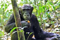 Chimp tracking