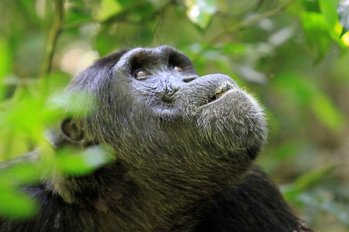 Chimp tracking
