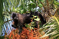 Uganda mangabey