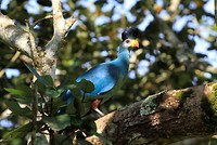 Blue Turaco