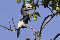 Hornbill