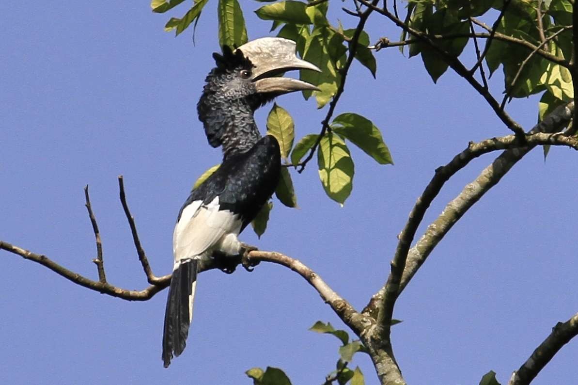 Hornbill