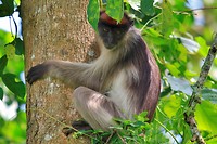 Patas monkey