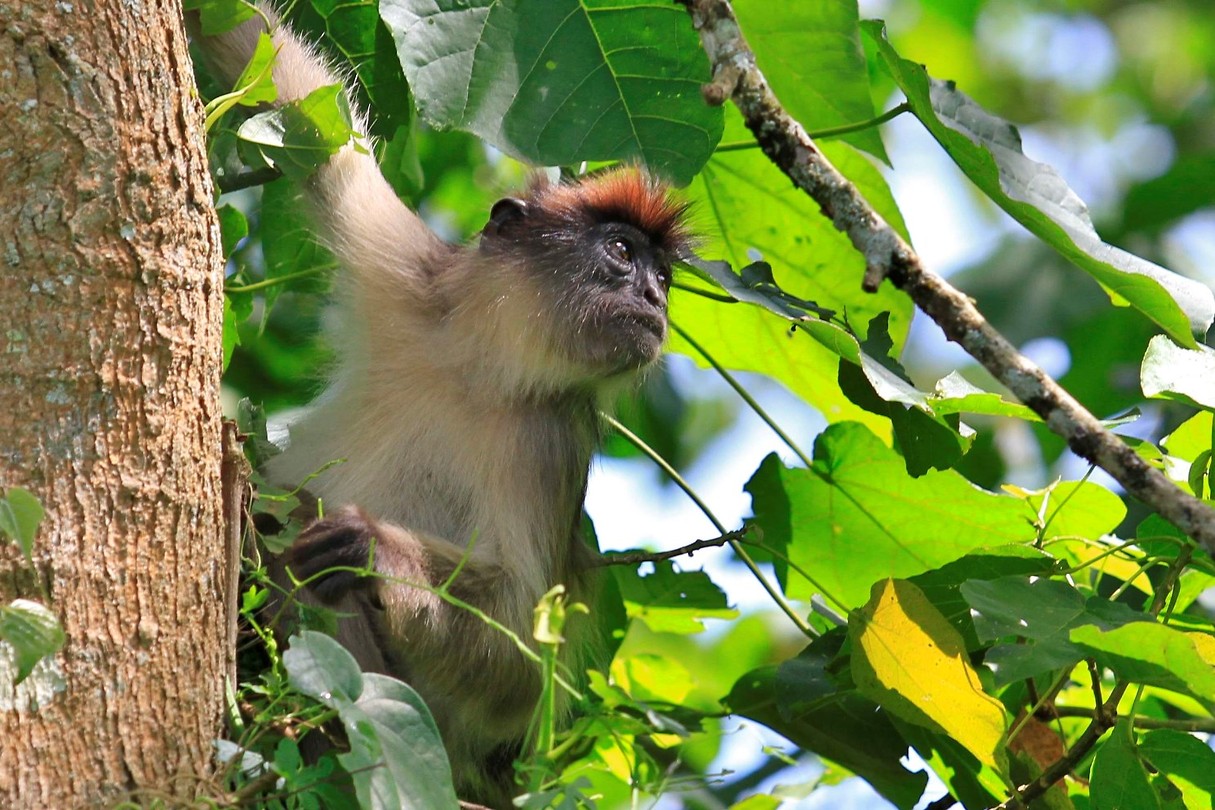 Red tailed monkey