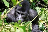 Gorilla tracking