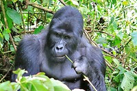 Gorilla tracking
