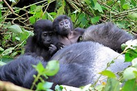 Gorilla tracking