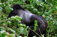 Gorilla tracking