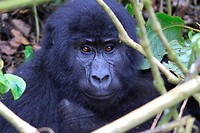 Gorilla tracking