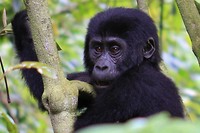 Gorilla tracking