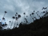 waxed palms