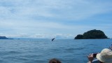 baby walvis