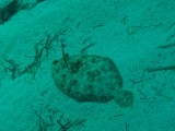 Peacock Flounder