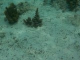 snorkelen in de helderste zee die ik ooit heb gezien