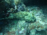 scorpioenvis