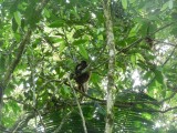 boze apen in de jungle